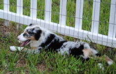 Shamrock Rose Aussies Welcome To Shamrock Rose Aussies We